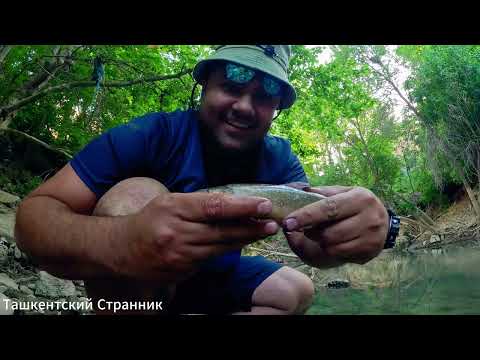 Видео: Как поймать маринку в Ташкенте