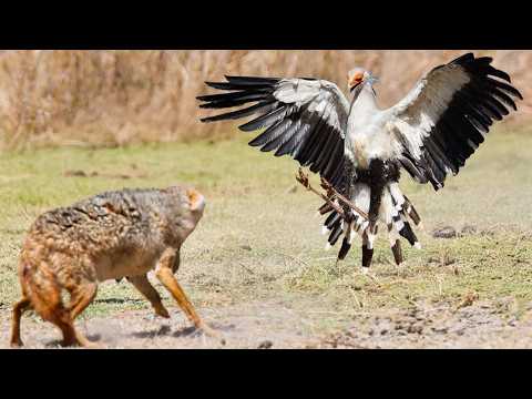 Видео: Эти Безумные Случаи с Птицами Вы Запомните на Всю Жизнь