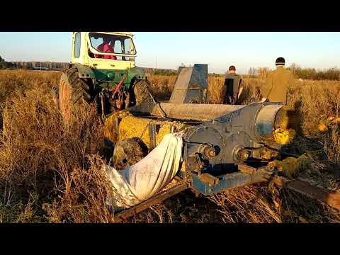 Видео: Будуємо сушилку для гарбузового насіння, молотимо гарбузи та сушимо насіння 2021рік