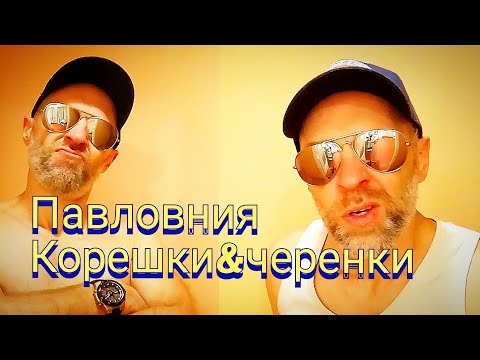 Видео: Что лучше, павловния из корешков или черенков?