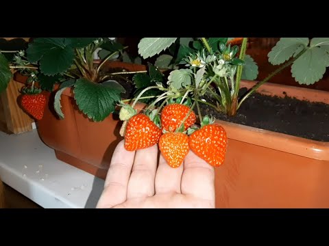 Видео: Клубника на подоконнике Как вырастить клубнику зимой на подоконнике? strawberries on the windowsill
