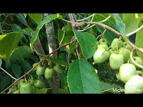 Видео: Актинидия - гибридные сорта