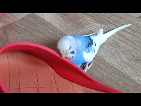 Видео: Нападение на тапки