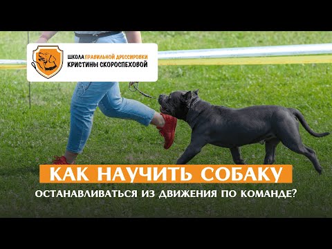 Видео: Как научить собаку останавливаться из движения по команде? Разбираем основы.