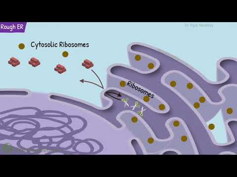 Видео: Эндоплазмалық тор: қызметі және құрылысы. Түйіршікті эпт, тегіс эпт.