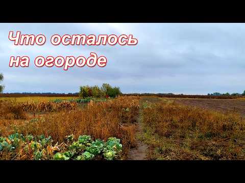 Видео: Живу на краю села. Готова ли я к зиме? Что успела сделать.