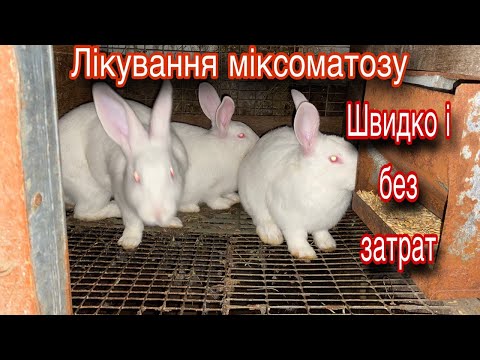 Видео: Як швидко вілікувати Міксоматоз у кроликів? Тоді дивіться.