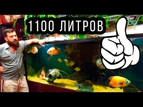 Видео: КРУТЕЙШИЙ ДОМАШНИЙ АКВАРИУМ АЛЕКСЕЯ! 1 ЧАСТЬ