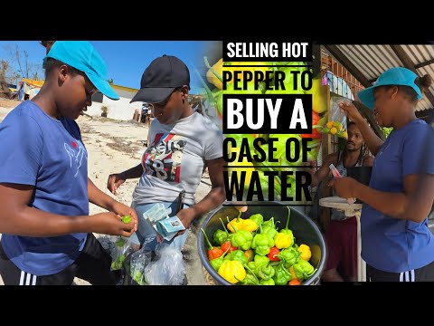 Видео: Продаю острый перец, который посадил, чтобы купить ящик воды для дома🌀💔🙏 // Продажа перца в море