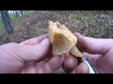 Видео: БЫЛ ТАКОЙ СЛУЧАЙ!!!