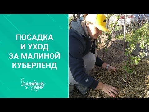 Видео: Редкая малина  Кумберленд очень вкусна и полезна. Простой уход.