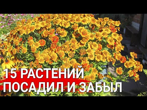 Видео: 15 растений - посадил и забыл