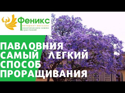 Видео: Павловния - самый легкий способ проращивания семян! Всхожесть 100%!