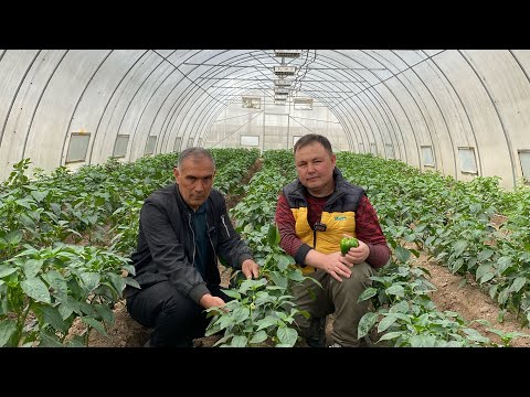 Видео: Поликарбонат иссиқхонада болгарски етиштириш.
