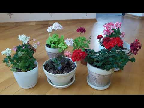 Видео: Пеларгонии мини-стеллары