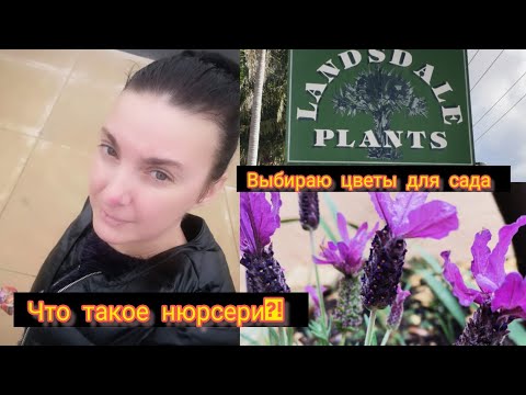 Видео: Выбираем цветы для сада. Жизнь в Австралии. #австралия #жизньвавстралии #сад