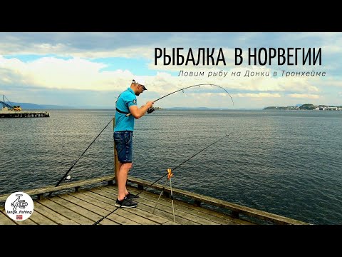 Видео: Рыбалка в Норвегии на донки. Тронхейм. Ловля на донные снасти. Ловля на рыбу и на креветку.