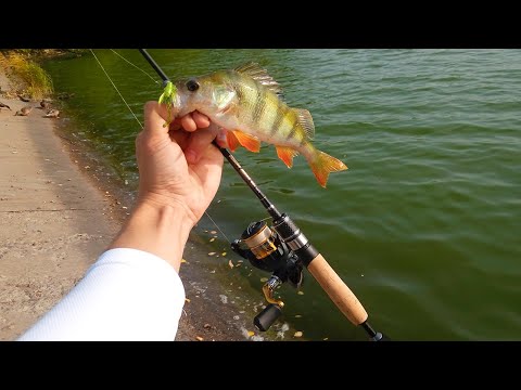 Видео: Телескопический Спиннинг РАЗЛОВЛЕН!!! Fishing Jehad 1,5 метра 2-7 г.