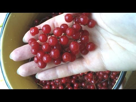 Видео: Ягода калина на зиму. Как сварить джем.