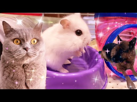 Видео: Все мои питомцы💜