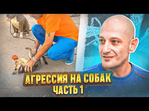 Видео: Агрессия на собак (Йорк терьер Жози.Часть 1)