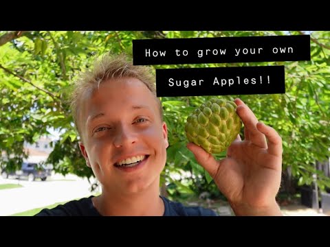 Видео: Как вырастить сахарные яблоки!