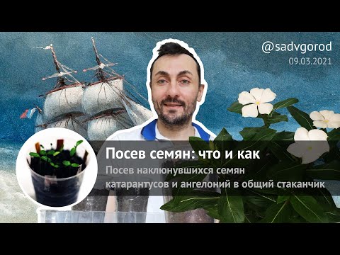 Видео: Посев семян: что и как. Пикировка наклюнувшихся катарантусов и ангелоний в общий стаканчик.