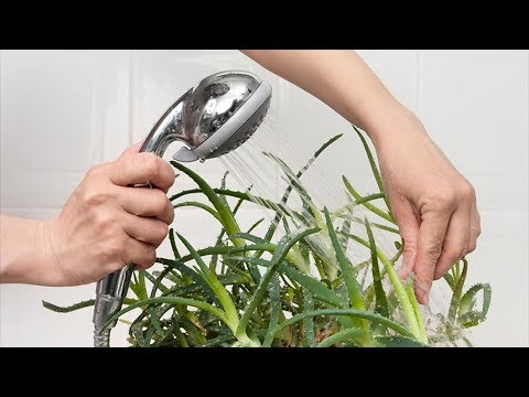 Видео: Зачем комнатным растениям горячий душ? Полезно или вредно купать растения в теплой воде?