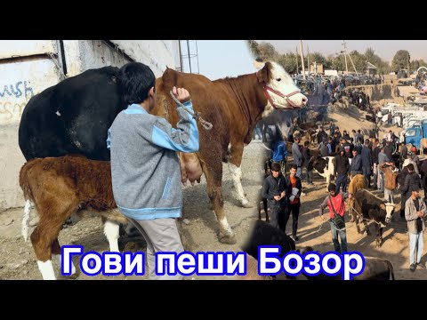 Видео: МОЛБОЗОРИ ДУШАНБЕ ГОВИ ПЕШИ БОЗОР ШИРТЕ ВА ГУСАЛАДОР,         30 октября 2025 г.