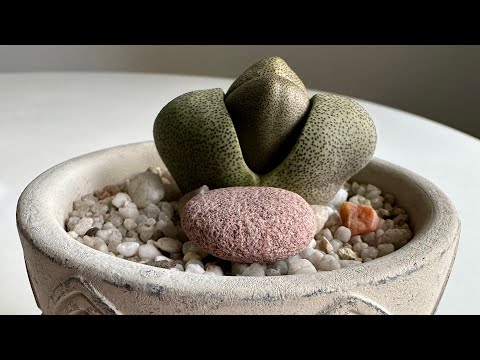 Видео: Плейоспилос/ Pleiospilos Nelii. Зная эти секреты- у вас всё получится! 19.03.25