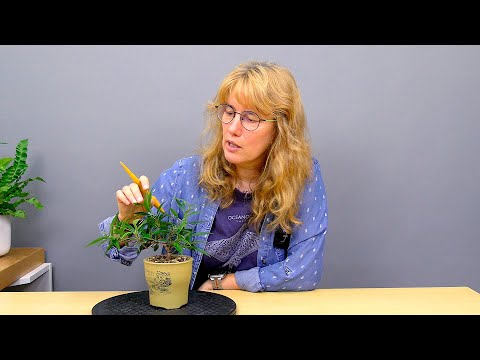 Видео: Бонсай из фикуса Нериифолия (ч.2).