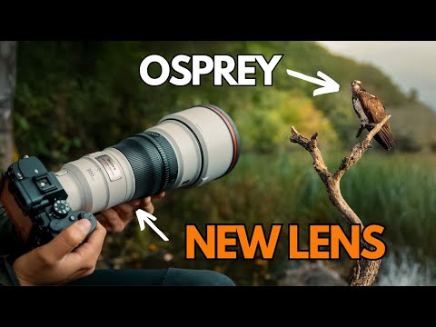 Видео: Удачный день для фотографирования птиц — Sony 300mm 2.8 GM OSS