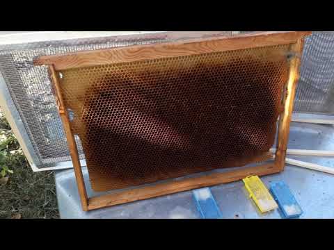 Видео: Смена породы пчёл на пасеке. Подсадка маток бакфаст к местным пчёлам.