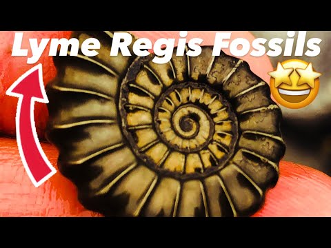 Видео: Как найти окаменелости🤔⁉️