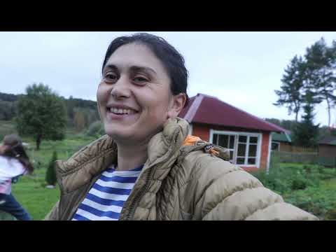 Видео: Урожай подсолнуха, домашний кетчуп и творожное печенье.