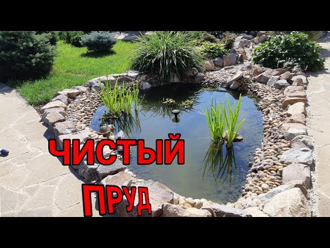 Видео: ЧИСТЫЙ ПРУД. МОЙ ОПЫТ.