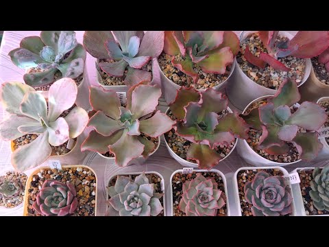 Видео: Отличный рост эхеверий - "капуст". Грунт для суккулентов. #echeveria  #succulents 