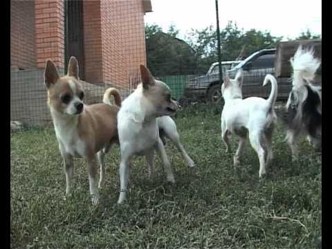 Видео: СОБАКИ ПОРОДЫ ЧИХУАХУА / CHIHUAHUA DOGS