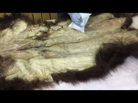 Видео: Консервация шкуры медведя