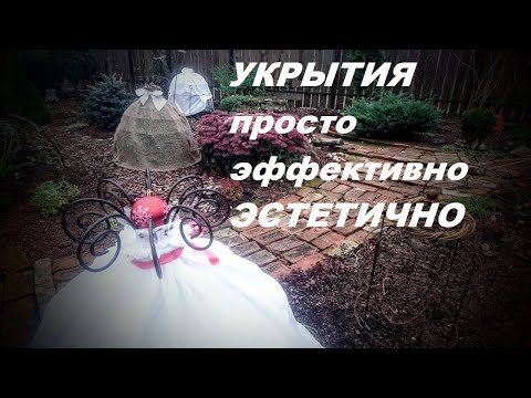 Видео: Как я укрываю растения на зиму. Репортаж из моего садика.