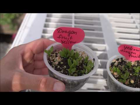 Видео: Выращивание дрконового фрукта (питайи) из семян/Groing Dragon fruit (pitaya) from seeds