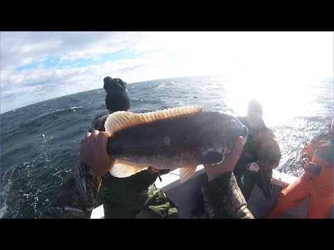 Видео: Рыбалка на Tautog она же Blackfish - Нью Йорк - Декабрь 2016