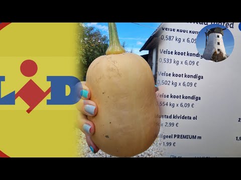 Видео: Эстонский Lidl мудрит с ценами. Собираю урожай мускатных тыкв. Сезон заканчивается.