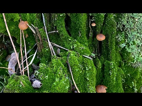 Видео: Краса лісу, щастя в моменті 🍂🌲🍄‍🟫