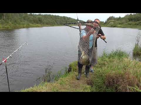 Видео: Ловим Леща на реке Луга