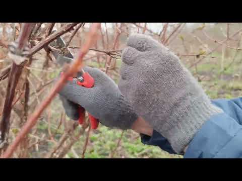 Видео: Жимолость. Обрезка Авроры,кусту 8 лет.