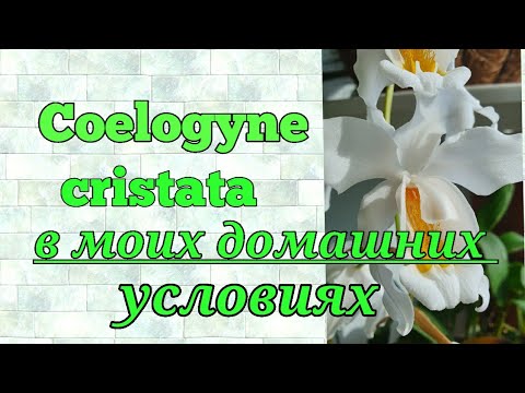 Видео: Coelogyne cristata. И о моих Цилогинах которые находятся в коллекции. Описание и уход.