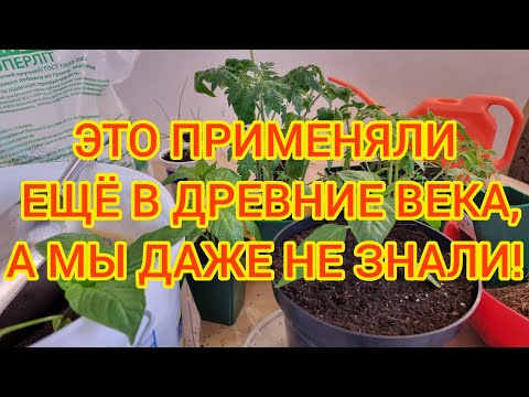 Видео: БЕСПЛАТНАЯ МИКОРИЗА.+ ПОЛЕЗНЫЙ И ПИТАТЕЛЬНЫЙ ДРЕНАЖ ДЛЯ РАССАДЫ. ИДЕАЛЬНЫЙ ГРУНТ ДЛЯ РАННЕГО УРОЖАЯ.