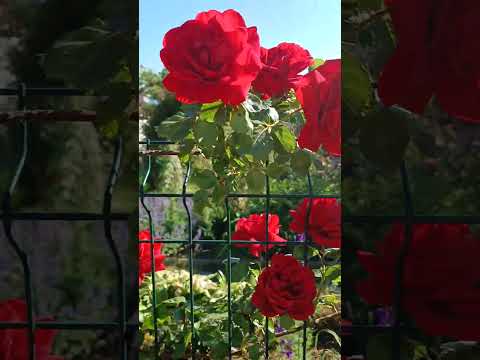 Видео: троянда Сімпаті вигляд на 25.05.24р.