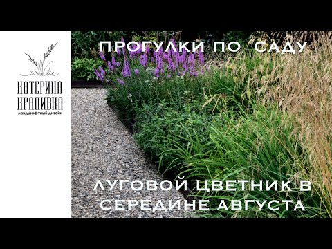 Видео: Прогулки по саду. Луговой цветник в середине августа.